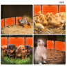 Panou pliabil cu încălzitoare pentru încălzirea puilor și a animalelor domestice - I980 - Изображение 4 - Sellzone.bg Panou pliabil cu încălzitoare pentru încălzirea puilor și a animalelor domestice - I980 - Изображение 4