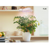 Lampă LED pentru creșterea rapidă a plantelor- PL06 - Изображение 4 - Sellzone.bg Lampă LED pentru creșterea rapidă a plantelor- PL06 - Изображение 4