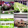 4 benzi de lumină LED pentru cultivarea plantelor de interior - PL15 - Изображение 5 - Sellzone.bg 4 benzi de lumină LED pentru cultivarea plantelor de interior - PL15 - Изображение 5