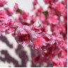 Arbor decorativ artificial roz cireș japonez 180 cm – PL303 - Изображение 3 - Sellzone.bg Arbor decorativ artificial roz cireș japonez 180 cm – PL303 - Изображение 3