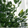 Arbor decorativ artificial vesnic verde 1,8m - PL316 - Изображение 3 - Sellzone.bg Arbor decorativ artificial vesnic verde 1,8m - PL316 - Изображение 3