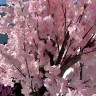 Arbore artificial curbat Cireș Japonez 2m pentru decor - PL324 - Изображение 3 - Sellzone.bg Arbore artificial curbat Cireș Japonez 2m pentru decor - PL324 - Изображение 3