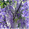 Arborele artificial Wisteria pentru decor 1 m în mov - PL335 - Изображение 2 - Sellzone.bg Arborele artificial Wisteria pentru decor 1 m în mov - PL335 - Изображение 2