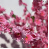 Copac artificial curbat pentru decor roz cireș japonez 1,8 m - PL341 - Изображение 1 - Sellzone.bg Copac artificial curbat pentru decor roz cireș japonez 1,8 m - PL341 - Изображение 1